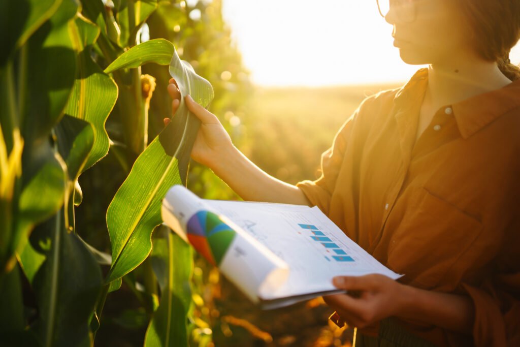 About business woman farmer stands in corn field with clipboard, examines corn on cob. agriculture concept