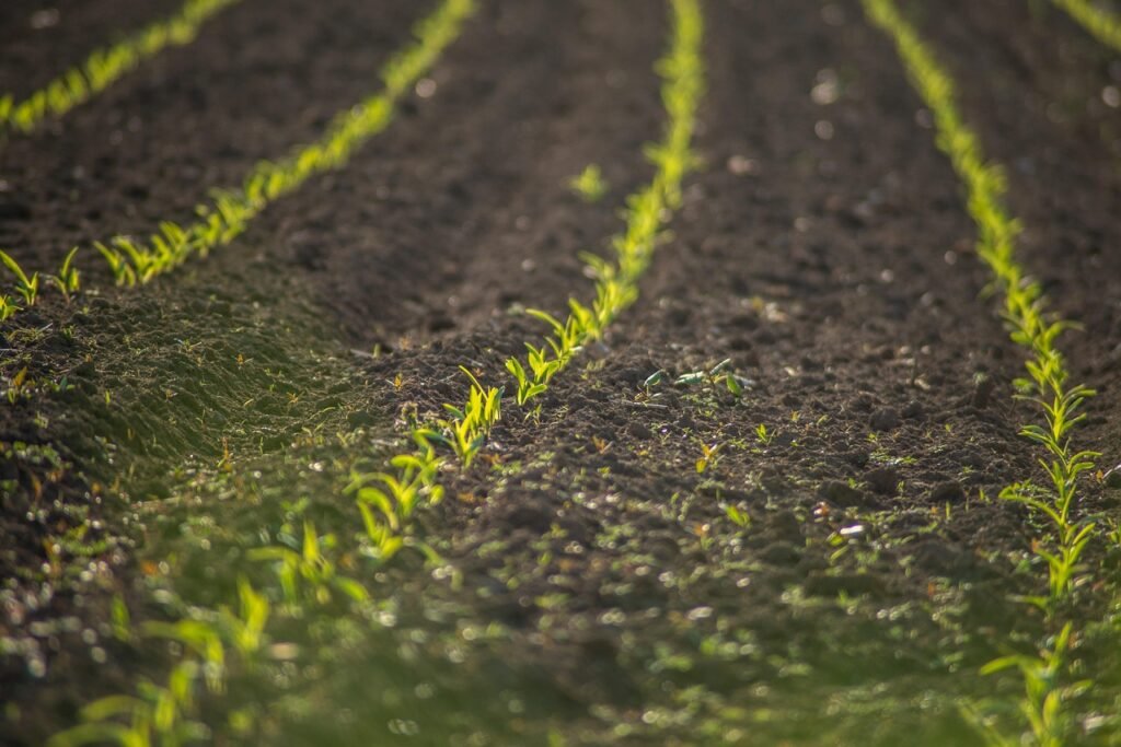 The Science of REMINUTA field, cultivation, plants, grass, meadow, landscape, flora, nature, rural, agriculture, arable, plantation, arable land, farm, farmland, closeup, agriculture, agriculture, agriculture, agriculture, agriculture, plantation, farm, farmland