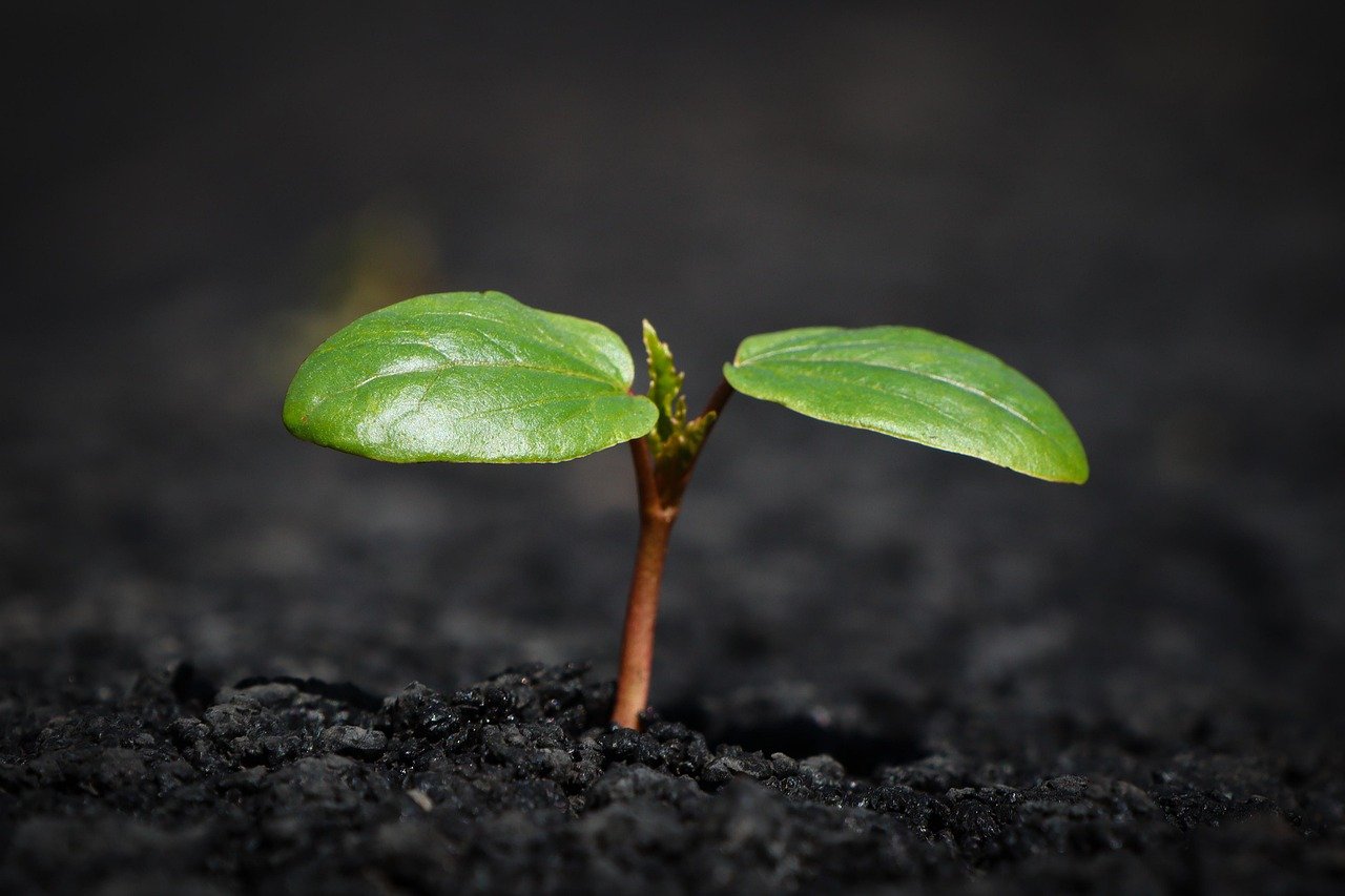 Our story plant, nature, growth, botany, leaves, soil, earth, mother nature, nature, growth, growth, growth, soil, soil, soil, soil, soil, earth, earth, earth, earth