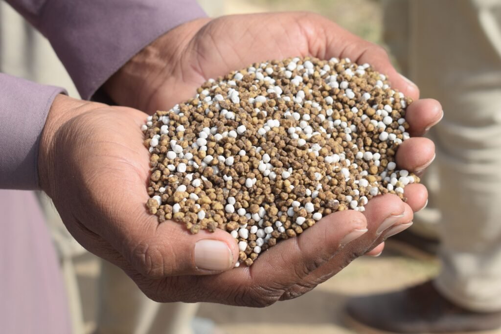 Is More Fertilizer Really the Answer? Close-up of hands holding granular fertilizer in Bahawalpur, Pakistan.