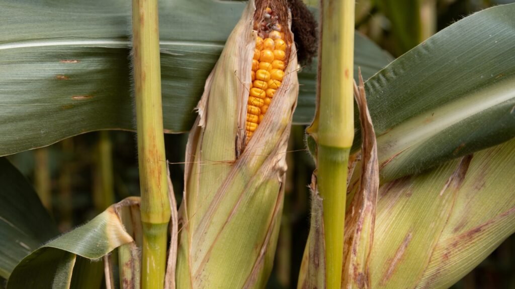 Hungry Soil, Hungry Crops corn