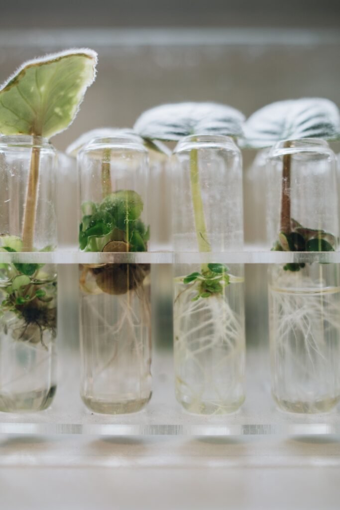 The Science of REMINUTA Detailed image of plant growth in test tubes, showcasing biotech applications.
