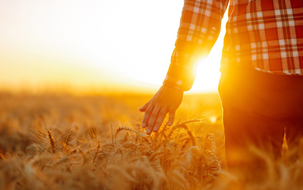 Serbia’s Agricultural Crossroads: Which Path Will the Future Take? silhouette of gronomist farmer in golden wheat field. agricultural growth. farming business concept