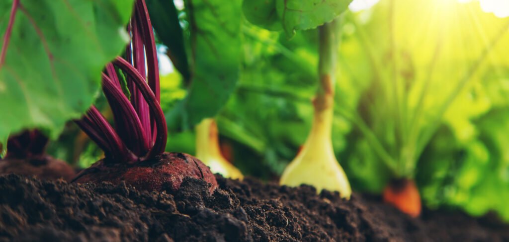 About vegetables grow in the garden. selective focus.