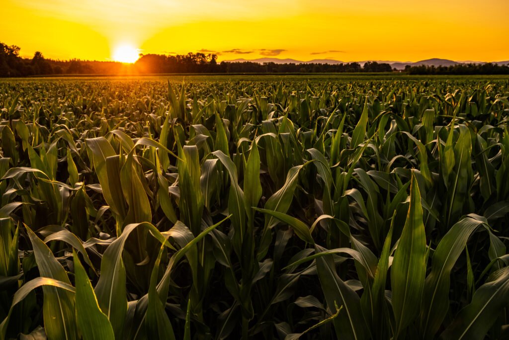 The Importance of Organic Humic Substances — And Why REMINUTA Is Different young maize plants in sunset light. corn field background